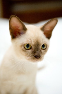 Milo_09